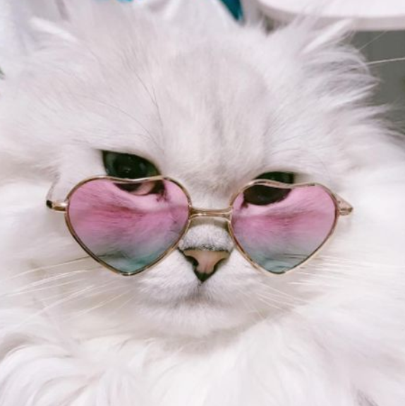 Princess Fairy Sparkle — cats in glasses like/reblog if you use/save