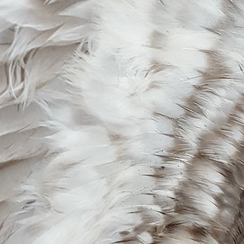 vultureculturecoyote:A selection of bird feather closeups. From left to right:Pigeon, golden plover,