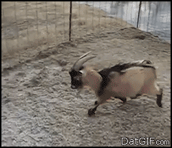 babygoatsandfriends:  babygoatsandfriends:  Win  I think this goat is pretty winter