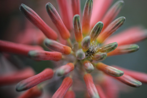 Aloe sp