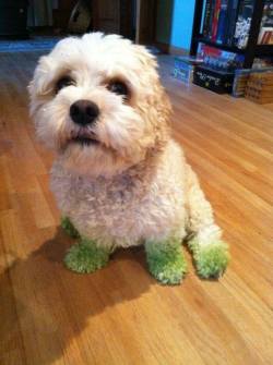 awwww-cute:  The eventual outcomes of grass