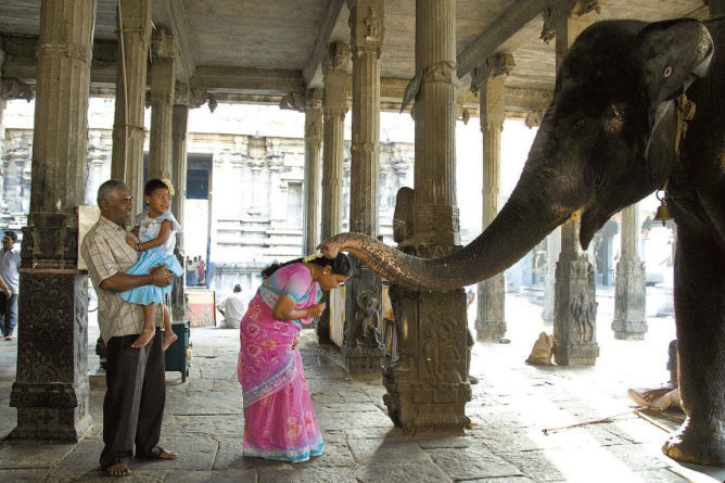 nubbsgalore:  receiving a blessing from an elephant at a holy temple in the indian