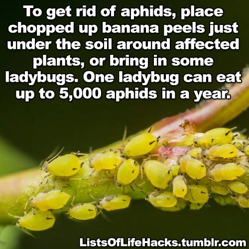 listsoflifehacks:Useful Life Hacks To Get Rid of Pests I wonder how much these ideas work?