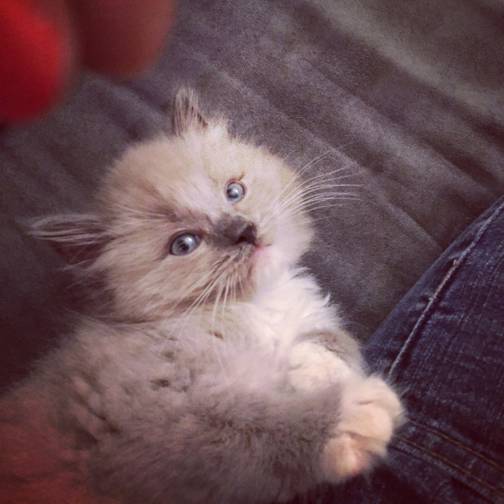 cute-overload:  My baby: Pouncey de Leonhttp://cute-overload.tumblr.com