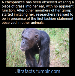 ultrafacts:  Source/article: [x] Click HERE