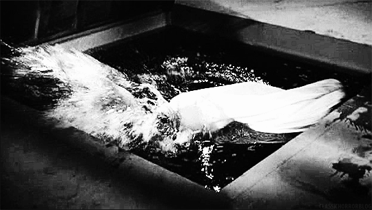 classichorrorblog:  House On Haunted HillDirected by William Castle (1959)   