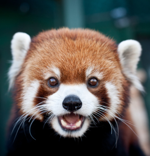 FUCK YEAH, RED PANDAS!