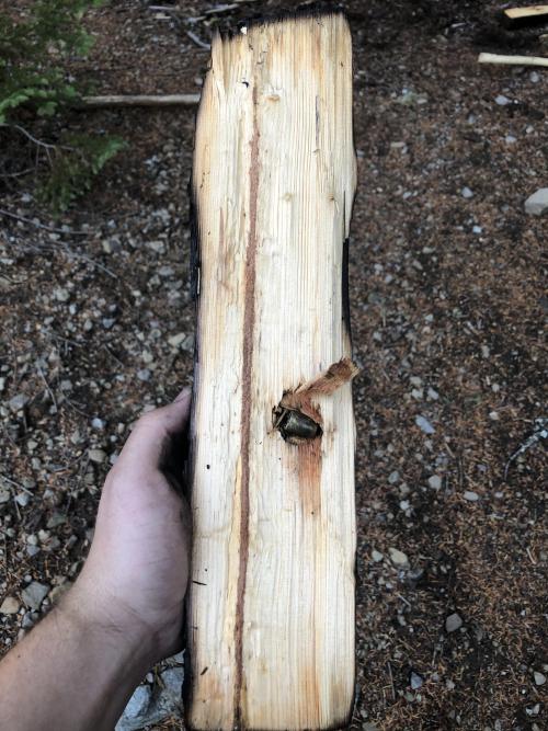 sixpenceee:“I was splitting firewood and I found this bullet lodged in one of the logs. Notice how t