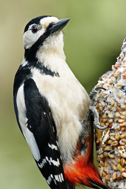 burning-soul:    Ian Hainsworth   