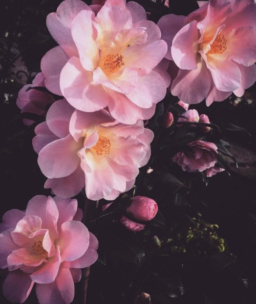 andantegrazioso:Glow from within | poppiesandlaceflowers