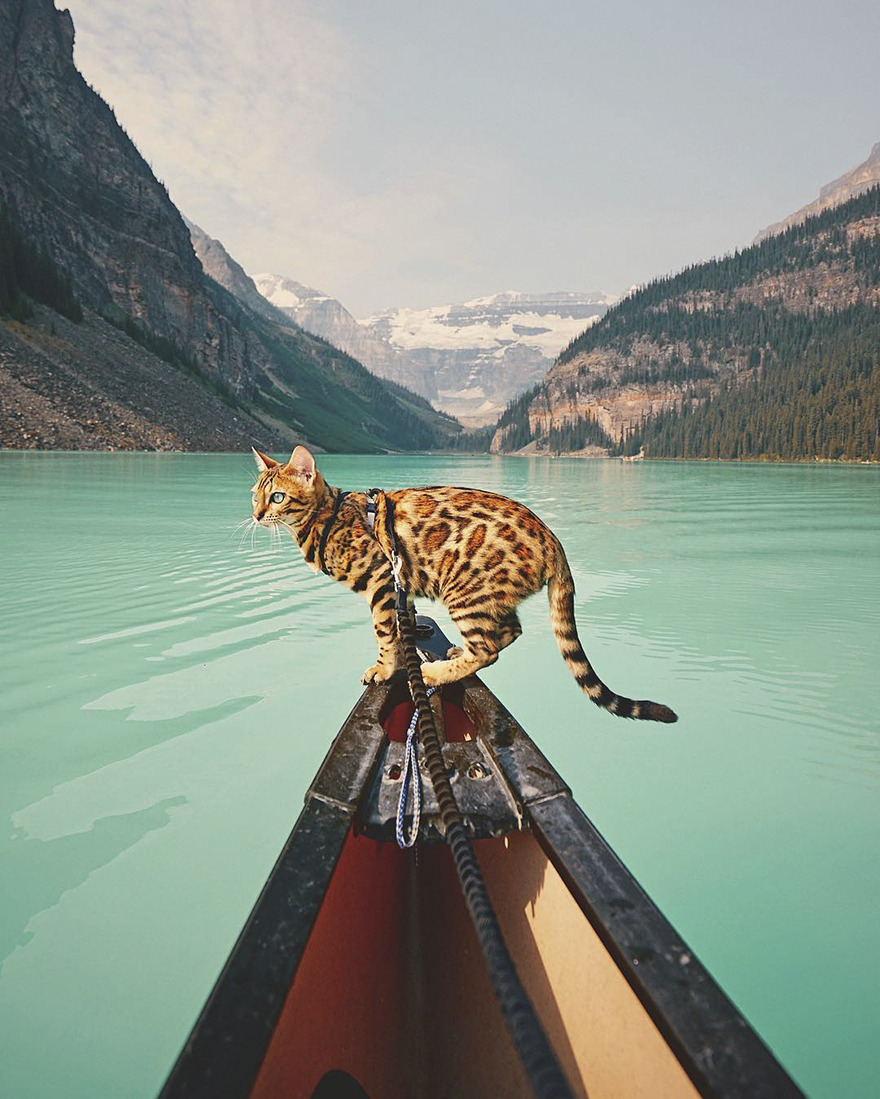 landscape-photo-graphy: Beautiful Bengal Cat Suki Adds Magic With Her Dazzling Sea