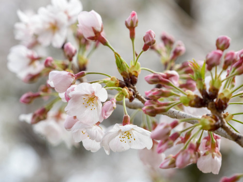 ソメイヨシノ2020/3/29E-M1 Mk2,90mm.F5.6,ISO200,1/320sec