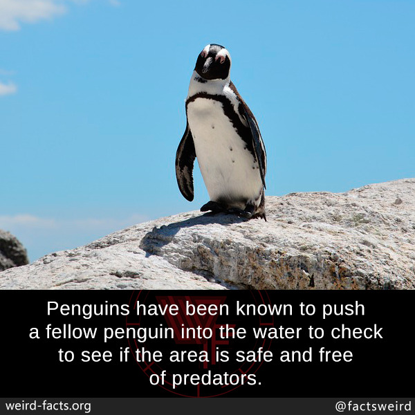 mindblowingfactz:
“Penguins have been known to push a fellow penguin into the water to check to see if the area is safe and free of predators.
”