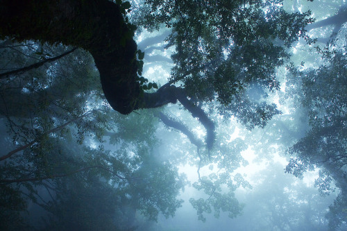 Mononoke forest, Yakushima island by Casey Yee