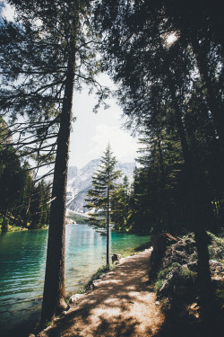 elenamorelli:  { young spruce with a view