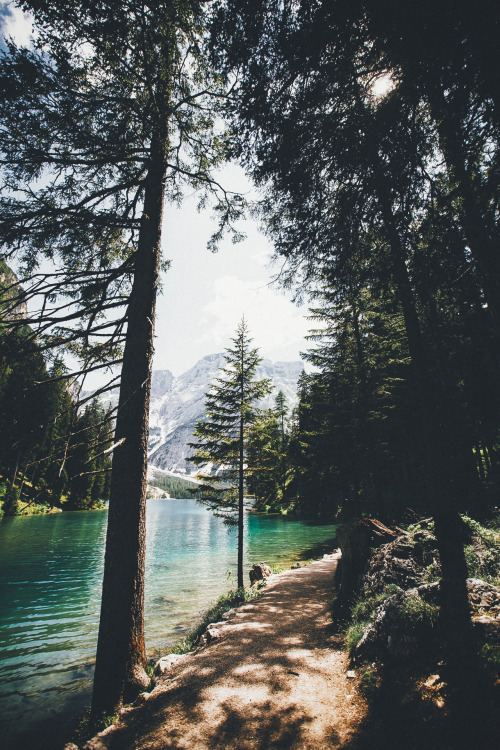 elenamorelli:  { young spruce with a view } 