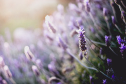 matialonsorphoto:  two days of lavender by matialonsor 