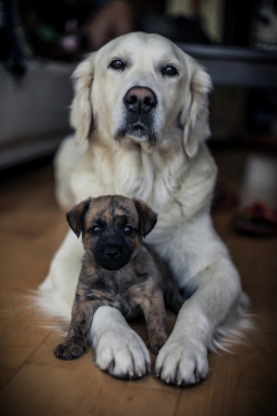 handsomedogs:  Zsofia Zsemberi | Esmé and Bori.jpg 