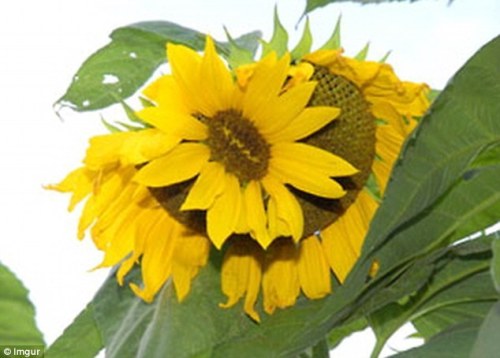 a sunflower inside a sunflower