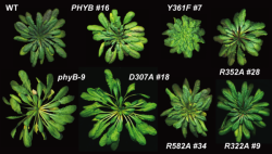 mindblowingscience:  Tricking plants to see the light may control the most important twitch on Earth  New findings show that phytochromes, the “eyes” that help plants sense light, can be manipulated — “tricking” shaded plants into thinking they