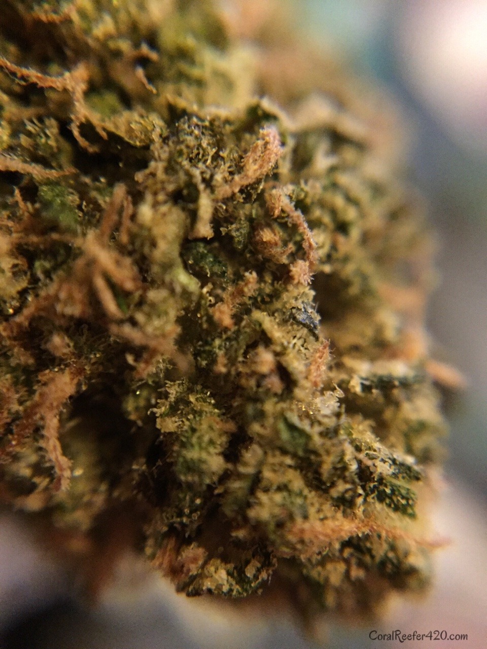 coralreefer420:  Zkittlez.