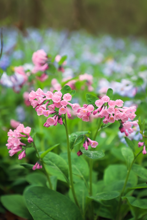 Virginia bluebells !!!   A quick scramble down a 25′ rock ledge takes one to this magical woodland p