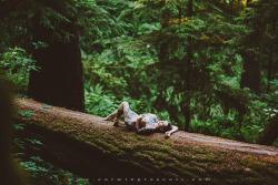 Corwinprescott:  “Into The Wild”Portland, Or 2015Corwin Prescott - Radeo - Apnea