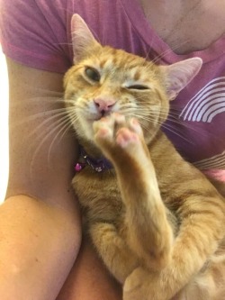 unflatteringcatselfies:  Ginger’s favorite