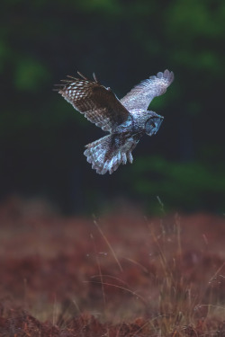 lsleofskye:  Male great grey owl is hunting 