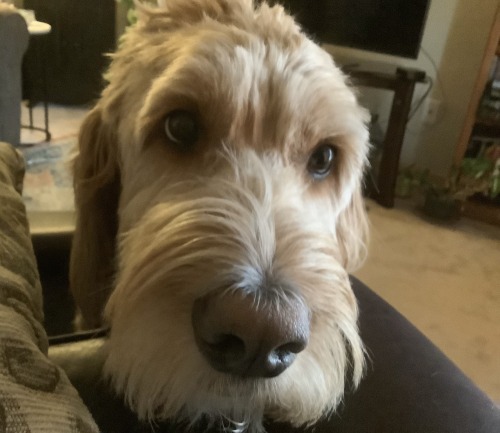 My Dog; Cute, Lovable, Greets You At The Door W/kisses, Absolute Sweetheart, Kinda Stinky But It Can