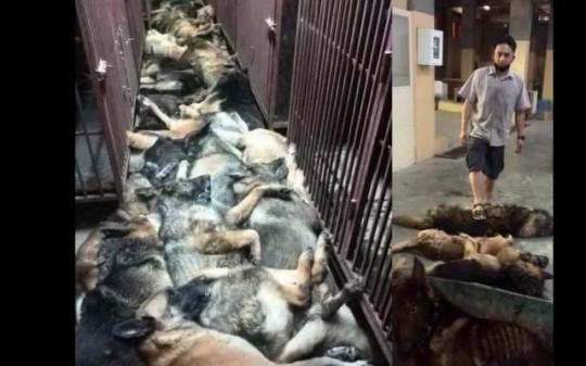 Dozens of bomb-sniffing dogs killed in Kuwait
