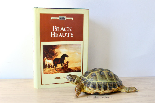 It’s Belmont Day!  One of the very first novels Mom ever read was the classic Black Beauty.  This co