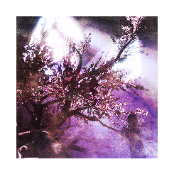 volpestarks:many believe that the eldergleam tree is the oldest living tree in skyrim, if not all of