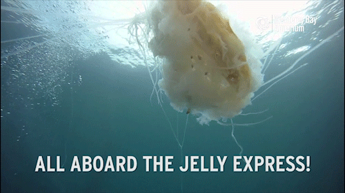 montereybayaquarium:  Jellies play many roles in the ocean ecosystem, from predator to prey. They’re also prime real estate for open-ocean hitchhikers, including crabs, barnacles and fishes! 