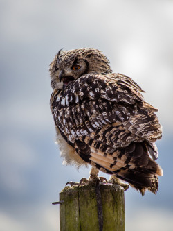funkysafari:  European Eagle Owl by andyoafmcgarry