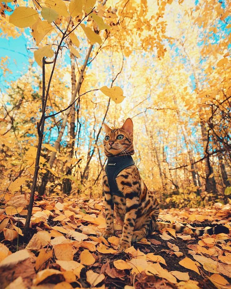 archiemcphee:  Every day is Caturday for Suki the Adventure Cat. Suki is a gorgeous
