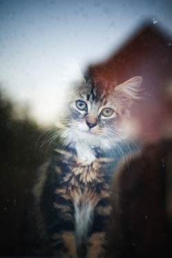 89Cats:  Untitled By Ellie Rose Harvey On Flickr. 