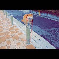 unihalo:  Uni’s routine spot✨#shiba#shibe#shibainu#shibainuuni#shibalovers#shibaoftheday#shibastagram#instashiba#lovepets#lovedogs#loveshiba#dog#doge#doglovers#uni#unistagram#dogstagram#instagood#love#tokyo#japan#happyface#柴犬うに#うに#柴犬