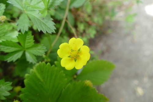 Potentilla reptans, known as the creeping cinquefoil,European cinquefoil or creeping tormentil in my