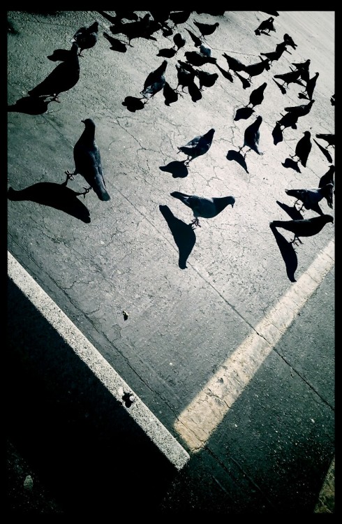 First photograph taken this year;Pigeons must be the dirtiest flying creatures I’ve come across. Whe