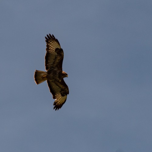 Common Buzzard (buteo Buteo) Quartering In The Sun. 