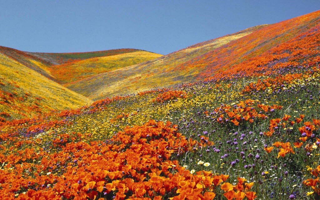 motiya: the earth didn’t have to give us meadows of poppies, but she did!!  