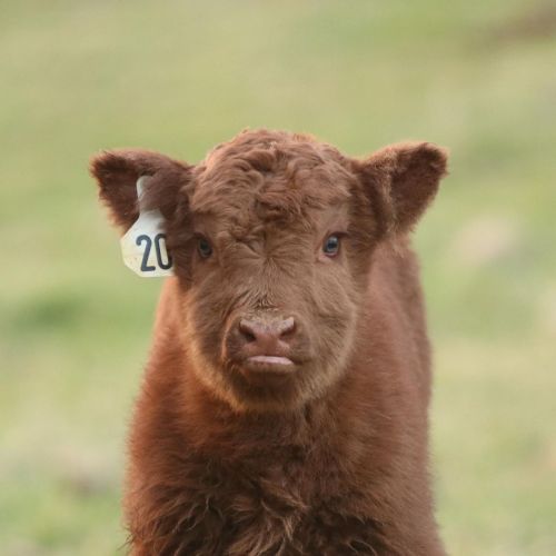 wee fuzz ballheilan coo calf via happy hens and highlands