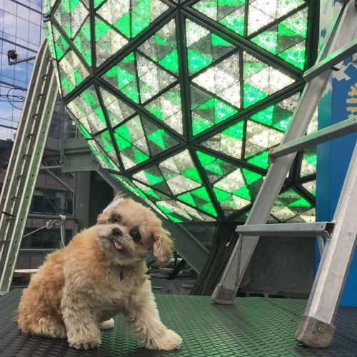 marniethedog:  So should I drop the ball now? 