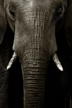 earthlycreatures:  Elephant Portrait by Mario Moreno 