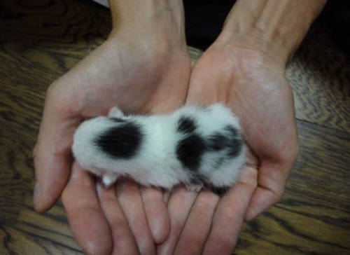 bluejaysaremagic:catsbeaversandducks:Rescue Journey Of A Cow KittyThis tiny cow kitty was just 70 gr