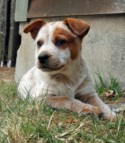 detourthroughlife:  PUPPIES. I WANT ONE SO BAD. 