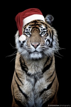 brookshawphotography:  It’s that time of year when one of my photos gets the “Santa Hat” treatment… :-) Kirana does not look amused… :-/ Wishing you all a wonderful Christmas &amp; New Year! Thank you for all the support! 