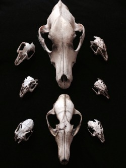 roadkillandcrows:Dog, fox and rabbit skulls.