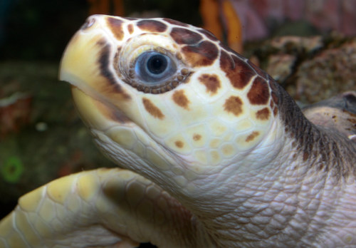 Loggerhead sea turtle (Caretta caretta)The loggerhead sea turtle is a species of oceanic turtle dist